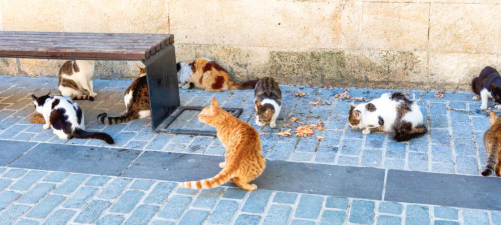 Notre Engagement Social: Aidez les Chats Abandonnés